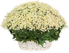 Цветочная композиция из Ромашки в корзине #REPLACE_PRED# Сургуте
